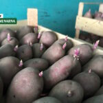 Kako iskoristiti kišne dane kada je u pitanju sjemenski krumpir