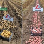 Koje su sorte krumpira najbolje za skladištenje?