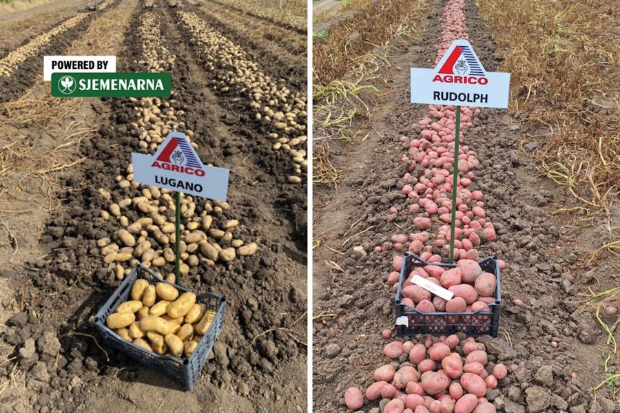 Koje su sorte krumpira najbolje za skladištenje?