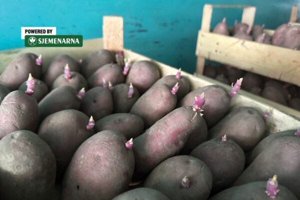 Kako iskoristiti kišne dane kada je u pitanju sjemenski krumpir
