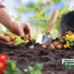 Što je bitno znati o sadnji proljetnih lukovica?