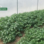 Što sve trebamo znati o proizvodnji mladog krumpira?