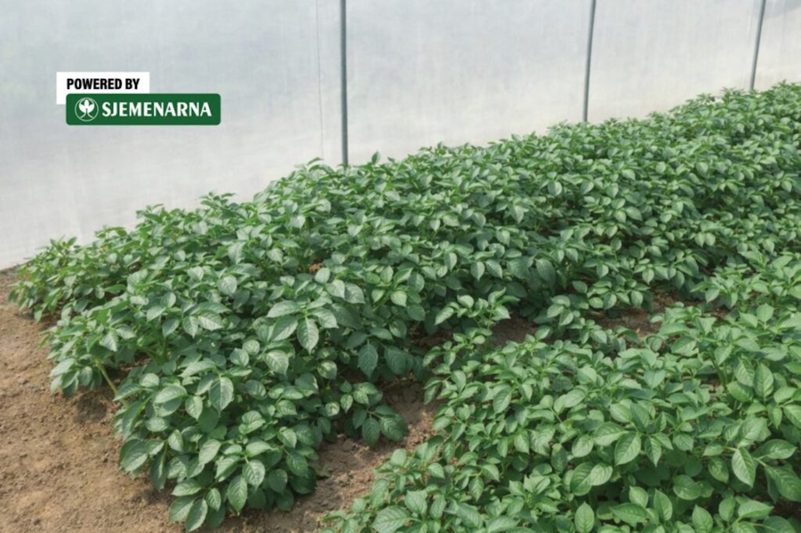 Što sve trebamo znati o proizvodnji mladog krumpira?