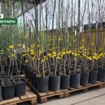 Zašto je bolje saditi kontejnirane sadnice voćaka?