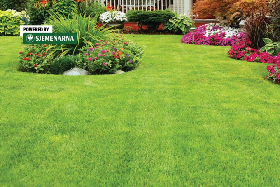 Sjetva travnjaka u proljeće: kako do urednog i zelenog dvorišta