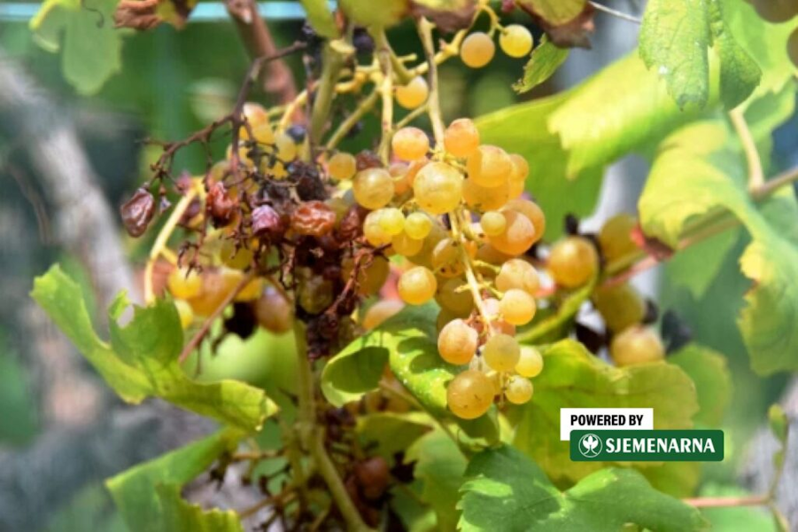 Zaštita vinove loze od sunčanih ožegotina: Kako kaolin spašava berbu?
