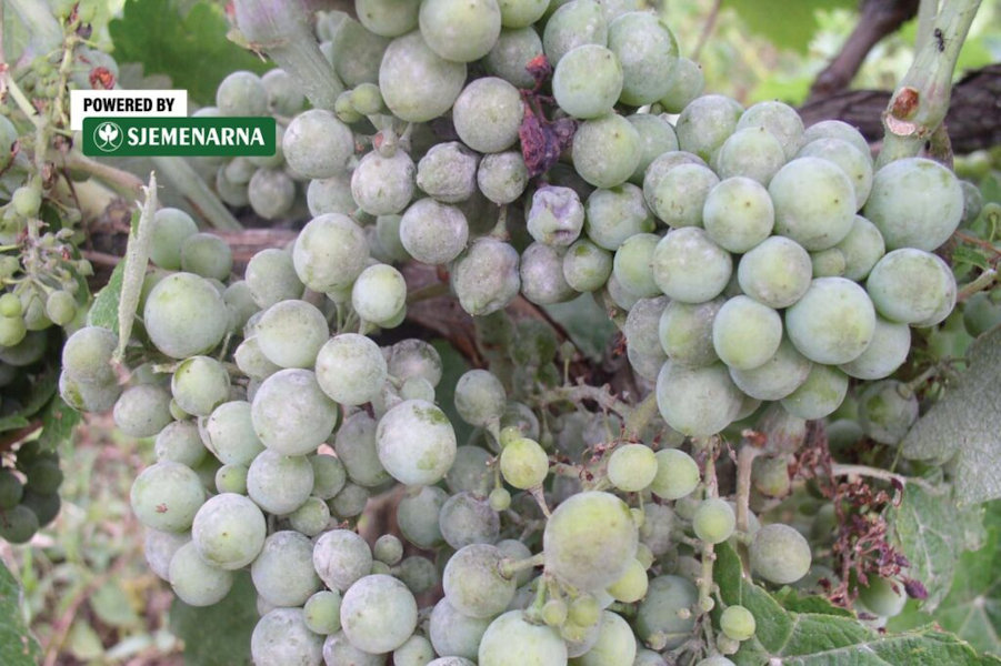 Postoji li veći problem od plamenjače? Iskusni vinogradari dobro poznaju odgovor