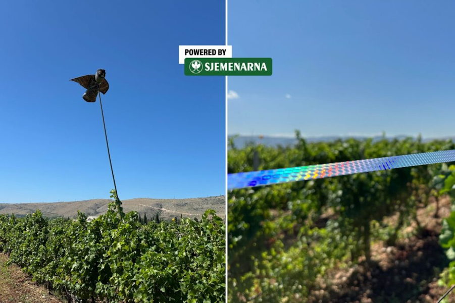 OPREZ: Čvorci i druge ptice prijete voćnjacima i vinogradima OPREZ: Čvorci i druge ptice prijete voćnjacima i vinogradima