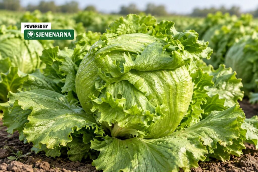Zbog čega trebate oprobati novi tip salate